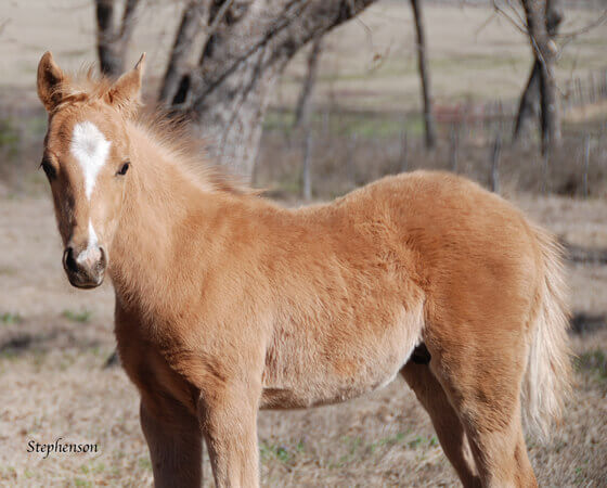 CD Diamond x SJR Missin A Rey - 2018 Colt